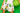 Green & Yellow Icon Short