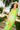 Lime Green Multi Star Fish Midi Cotton Dress